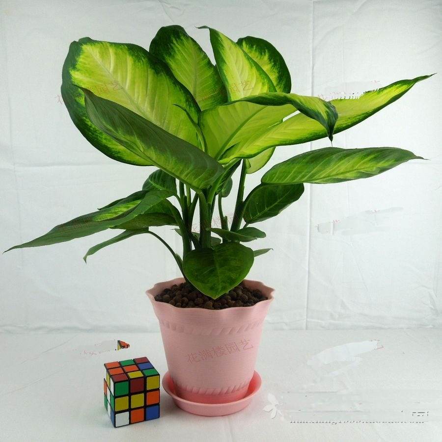 哪些植物可以除甲醛，本事***呢？