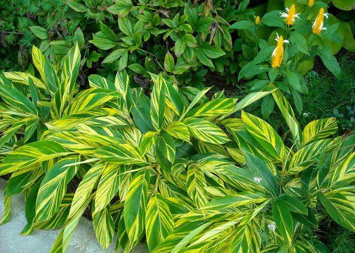 新房除甲醛，您一定不會(huì)失手！