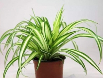 去除甲醛的綠植有哪些?你家里有嗎？