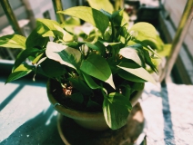 植物能治理甲醛嗎？科學使用植物很重要